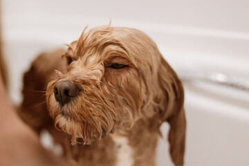 Close-up of wet cavapoo face with eyes half-closed in bathtub