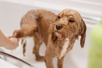 Cavapoo dog standing in bathtub having back paw washed