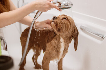 Cavapoo dog enjoying shower rinse with eyes closed in bathtub