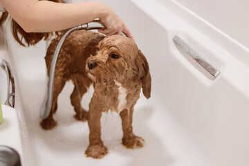 Cavapoo dog standing in bathtub being rinsed with shower