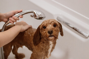 Cavapoo dog standing in bathtub being rinsed with shower looking at camera