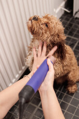 Cavapoo dog sitting by radiator being dried with hairdryer on ear