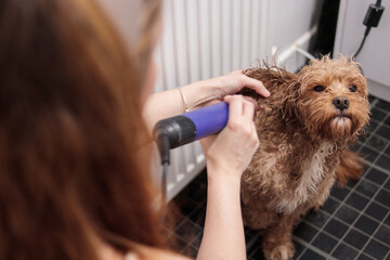 Woman drying cavapoo dog after bath with hairdryer on ear