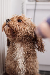Wet curly Cavapoo drying with hairdryer after bath