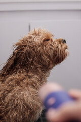 Cavapoo drying with hairdryer after bath, side profile view