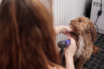 Woman drying cavapoo dog with hairdryer after bath