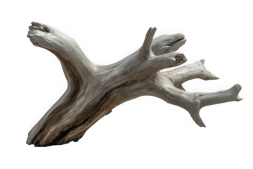 dark dead driftwood piece isolated on white or transparent