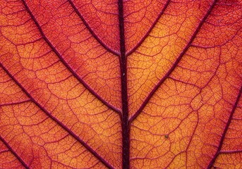 Obraz premium Vibrant Autumn Leaf Detail Macro Shot Nature Close Up Texture Pattern