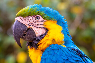 macaws10