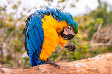 macaws9