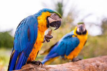 macaws5