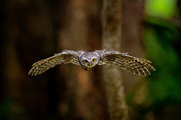 Obraz premium Spotted Owlet yellow eyes flying in the nature, Nocturnal & Crepuscular (Also seen in the day). Uses a sit and wait strategy, pouncing on prey from a perch (branch or lamp post). Diet includes insects