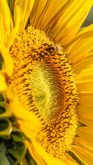 SunFlower with Bee