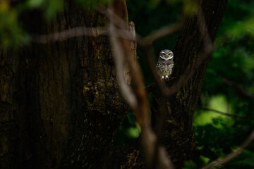 Spotted Owlet yellow eyes flying in the nature, Nocturnal & Crepuscular (Also seen in the day). Uses a sit and wait strategy, pouncing on prey from a perch (branch or lamp post). Diet includes insects