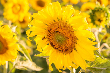 crying sunflower