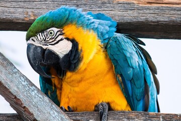 macaws