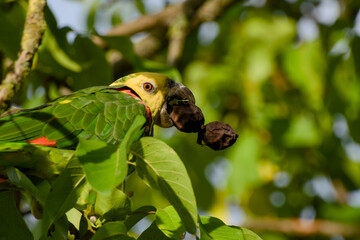 Close-up of a Yellow-headed Amazon parrot perched among green leaves, holding a walnut in its beak in Stuttgart Germany