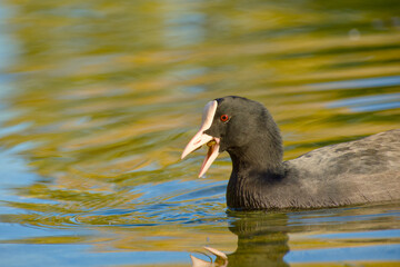 Close-up of a common coot swimming on a calm pond with open beak