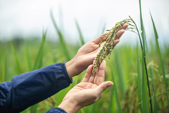 Close-up shot of female hand touching rice in paddy field. Woman's hand touching rice plants on organic farm. - Powered by Adobe