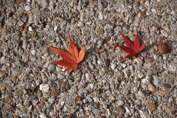 落ち葉　紅葉