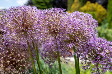 Allium christophii (Star of Persia) group in garden