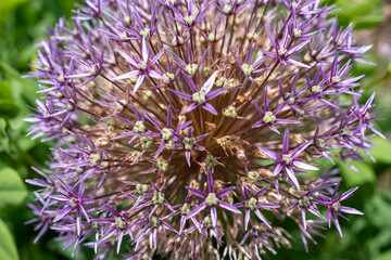 Allium christophii (Star of Persia) macro detail