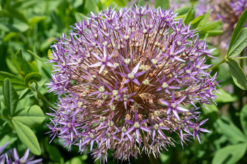 Allium christophii (Star of Persia) flowerhead