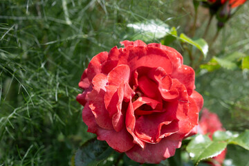 Red garden rose bloom close-up