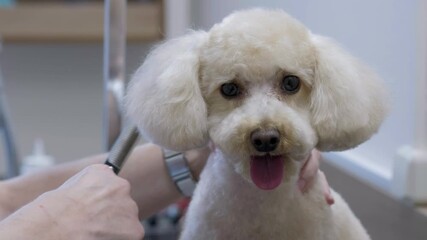 A white Poodle is patiently being groomed by a person with a trimmer. The dog looks directly at the viewer during its grooming appointment
