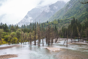Beautiful view dead wood beach and mountain in Changping valley near Siguniang mountain in Sichuan province, China, color effect, low key and soft focus.