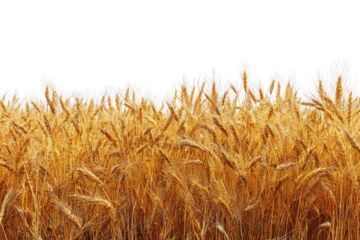 Golden wheat field against black