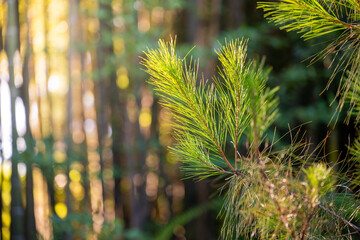 A Close-Up View of Pine Branches in the Forest with Warm Sunlight Filtering Through the Trees