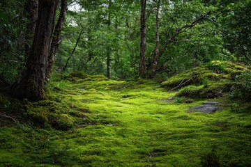 Obraz premium Lush Green Forest Floor Covered With Moss Under Canopy Sunlight With Trees
