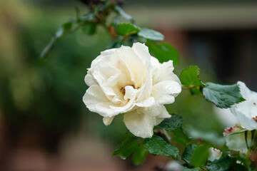White Rose Bloom After Rainfall
