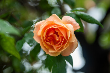 Orange Rose Covered with Rain Drops in Garden