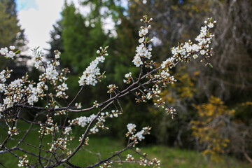 Prunus blossom in the botanical garden
