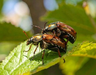 Two Beetles Mating on a Green Leaf in Nature with a Blurred Background