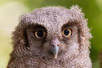 owls5