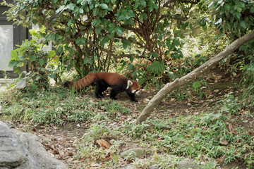 レッドパンダ　レッサーパンダ