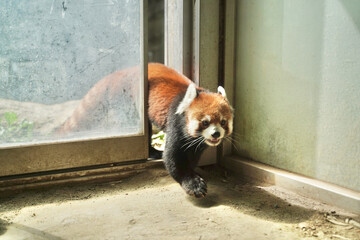 レッドパンダ　レッサーパンダ