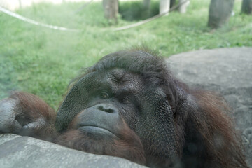 オラウータン