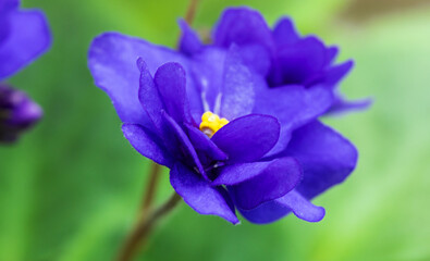 A vibrant purple African violet flower captured in close-up, showcasing delicate petals
