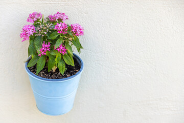 A vibrant pink flowering plant in a light-blue metal pot sits against white wall