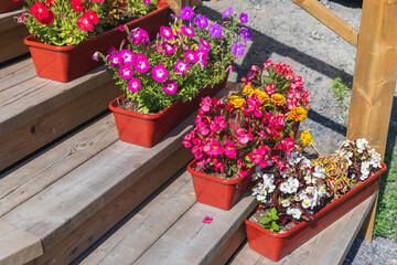 Colorful flowering plants growing in brown pots are at the stairs in the garden