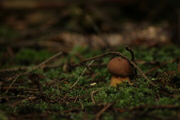 Detail shot of amazing edible Imleria badia mushrooms commonly known as bay bolete in moss. Czech Republic, Europe.

