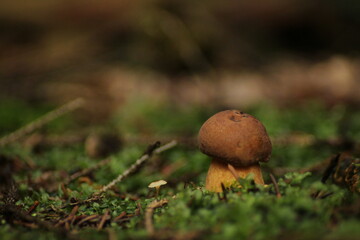Detail shot of amazing edible Imleria badia mushrooms commonly known as bay bolete in moss. Czech Republic, Europe.
