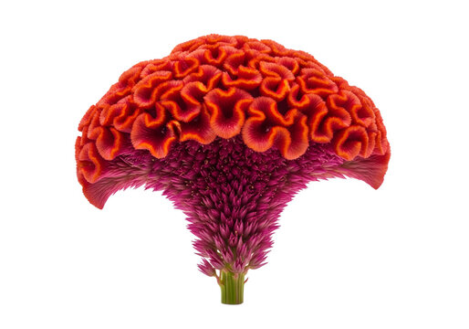 red celosia flower on transparent background