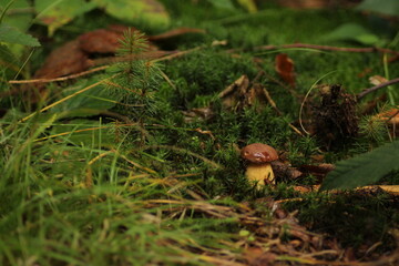 Detail shot of amazing edible Imleria badia mushrooms commonly known as bay bolete in moss. Czech Republic, Europe.
