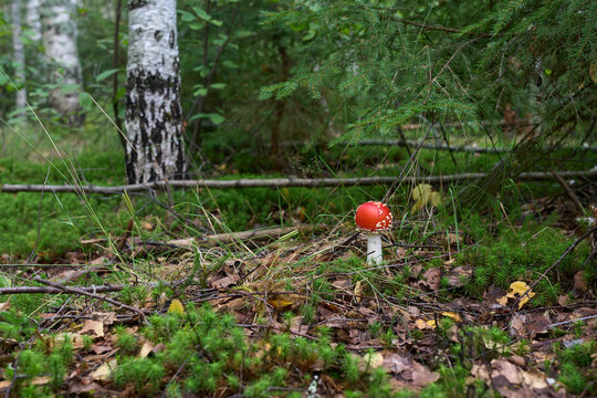 Beautiful fly agaric in the forest close-up. Fly agaric with a red cap on green moss.