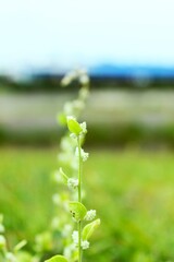 green plant growing in the garden, planet